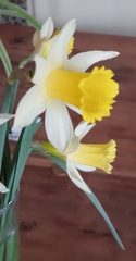 Narcissus pseudonarcissus