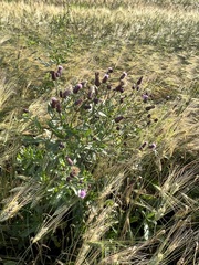 Cirsium arvense