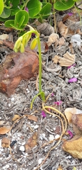 Albuca cooperi