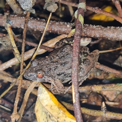 Fejervarya limnocharis