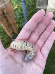 Oryctes nasicornis