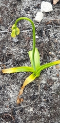 Albuca cooperi