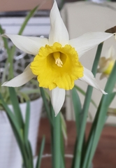 Narcissus pseudonarcissus