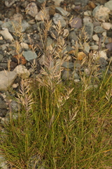 Festuca rubra