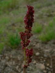 Rumex acetosa