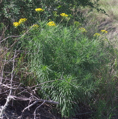 Senecio linifolius