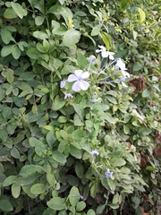 Plumbago auriculata