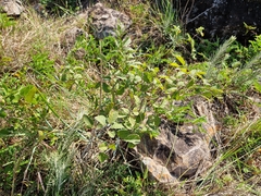 Handroanthus pulcherrimus