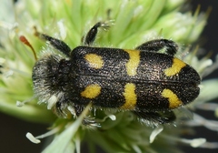 Trichodes flavocinctus