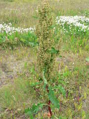 Rumex longifolius