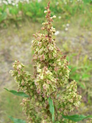 Rumex longifolius