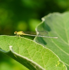 Pseudagrion decorum