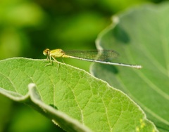 Pseudagrion decorum