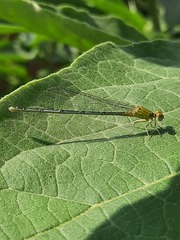 Pseudagrion decorum