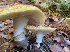Amanita
