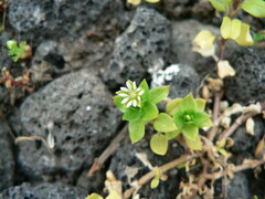 Stellaria crassifolia