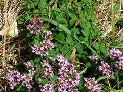 Aricia agestis