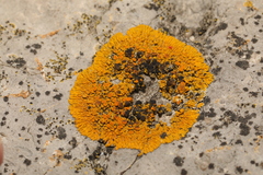 Variospora thallincola