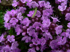 Thymus praecox britannicus