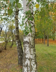 Betula pendula