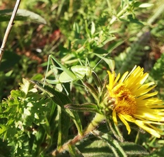 Poecilimon intermedius