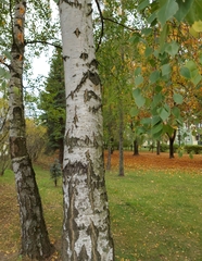 Betula pendula