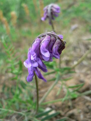 Vicia cracca