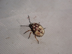 Carpocoris