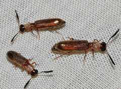 Teloclerus compressicornis