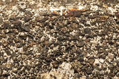 Lichinaceae