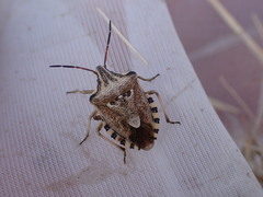 Codophila varia
