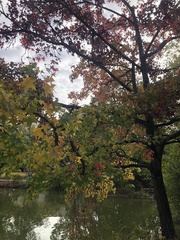 Liquidambar styraciflua