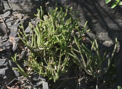Crassula muscosa