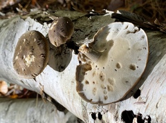 Lentinus brumalis