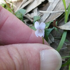Viola sieberiana