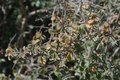Flueggea verrucosa