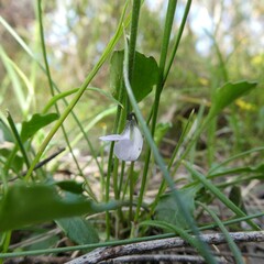 Viola sieberiana