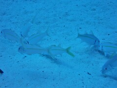 Mulloidichthys vanicolensis