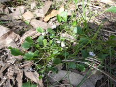 Viola sieberiana