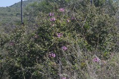 Pelargonium peltatum