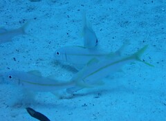 Mulloidichthys vanicolensis