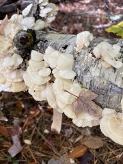 Trametes pubescens