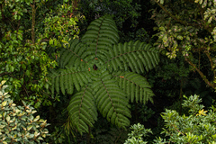 Cyatheaceae