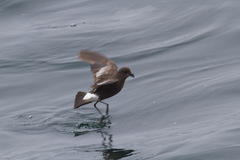 Wilson's Storm Petrel photo 5