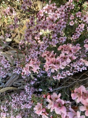 Euryomyrtus ramosissima