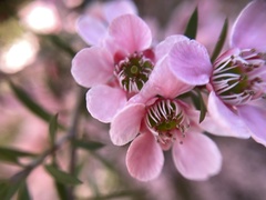 Euryomyrtus ramosissima