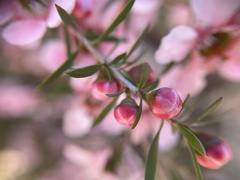 Euryomyrtus ramosissima