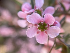 Euryomyrtus ramosissima