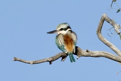 Red-Backed Kingfisher photo 3