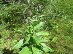 Cirsium arvense integrifolium